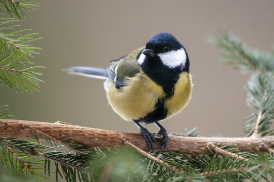 Great tit, great tit, parus major, birds, tits, passeri, songbirds, songbirds, tits, birds