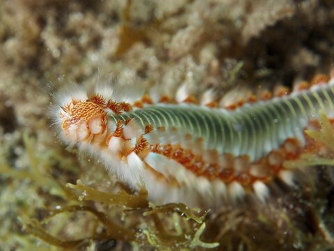 Close-up of a bristle worm with distinctive bristles and orange tips, the fire bristle worm (Hermodice carunculata), dive site: El Cabron Marine Reserve, Arinaga, Gran Canaria, Spain, Europe, Atlantic Ocean