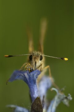 Colorful bighead butterfly butterfly butterfly carterocephalus palaemon chequered skipper