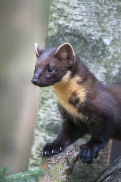 Tree martens, carnivora, European pine species, martes martes, pine species, predators, high size, vertical format, mammals, raptors, mammals