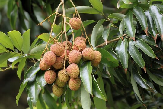 Lychee tree (Litchi chinensis), lychee tree, fruit, ripe, on the tree, foliage, Monzi, KwaZulu-Natal, South Africa