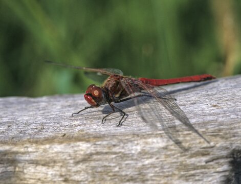 Early bilberry, red-veined darter, sympetrum fonscolombeii, anisoptera, damselflies, dragonflies, insects, dragonflies, males, odonata