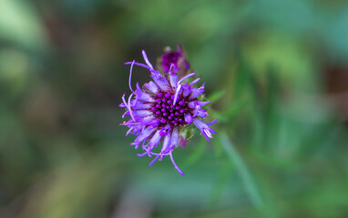 Fototapeta premium Meadow blazing star in the forest 