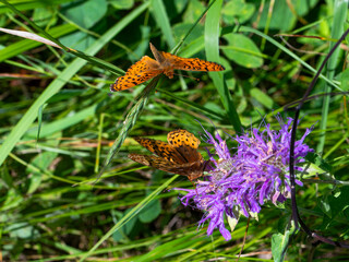 Orange fritillary butterfly in the summer © Krista