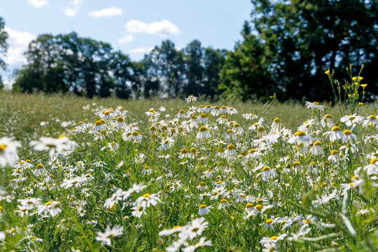 Matricaria chamomilla wild field and forest in background