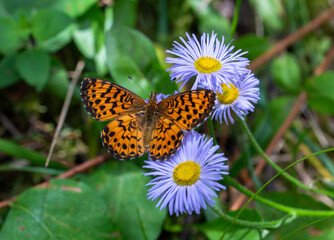 Orange fritillary butterfly in the summer © Krista