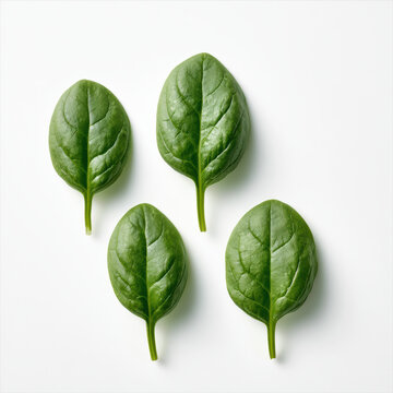 Fresh spinach leaf green vegetable healthy organic isolated white background nutrition natural raw Fresh spinach leaf green vegetable healthy