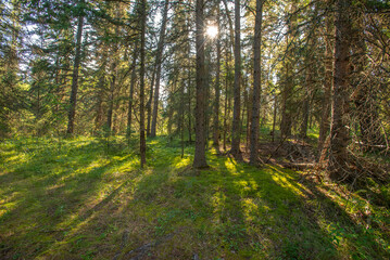 Fototapeta premium Summer morning in the forest