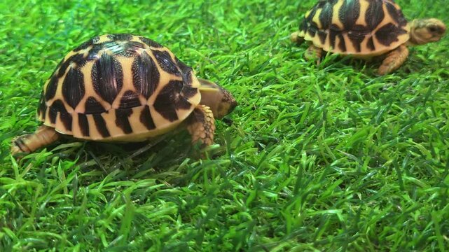 Indian Star Tortoise Walking on Artificial Grass