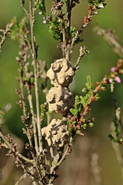 Drei Brutzellen der Heide-T&ouml;pferwespe (Eumenes coarctatus)