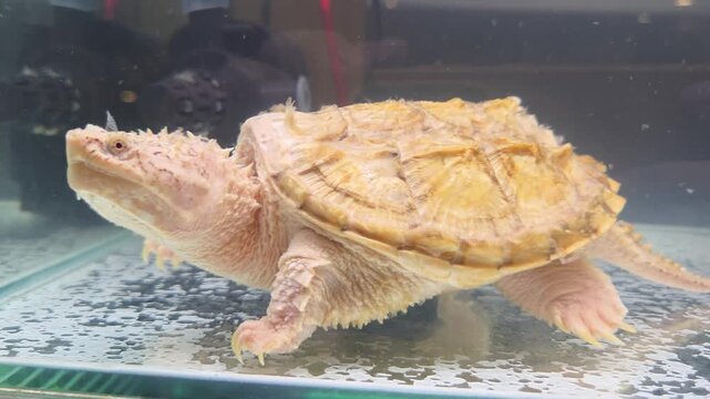 Close-Up of a Leucistic Alligator Snapping Turtle Walking Underwater