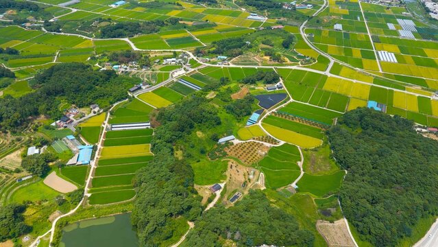 Aerial drone view of green rice fields, farms and countryside in July summer Korea