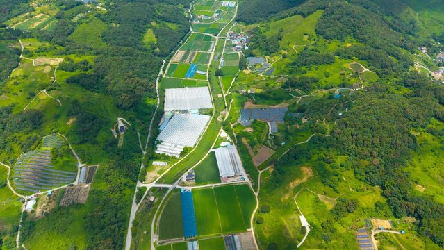 Aerial drone view of green rice fields, farms and countryside in July summer Korea