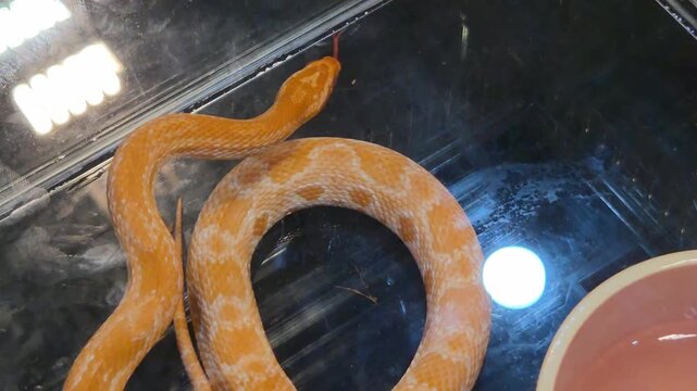 Close-Up of an Orange Corn Snake Moving Inside a Glass Terrarium