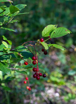 Chokecherry fruit in the summer