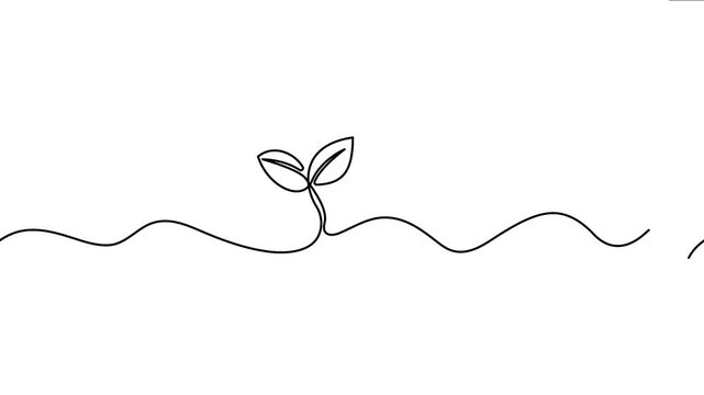 Continuous line drawing 4K animation video presenting a clean minimalist sprout animation on a centered line