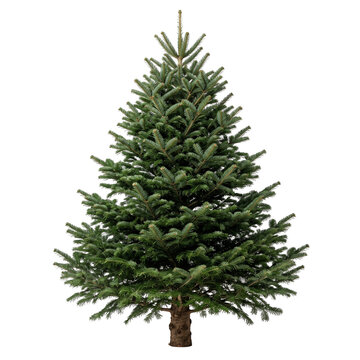 Plain green Christmas tree isolated on transparent background, realistic pine fir tree without decorations png