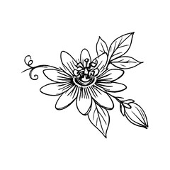 Fototapeta premium PNG Elegant floral sketch illustration