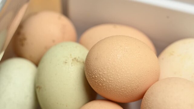 Eggs in Carton for Salmonella Contamination Risk