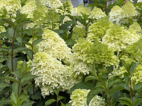 Panicle hydrangea Phantom or Hydrangea paniculata with large creamy white and green flower close-up