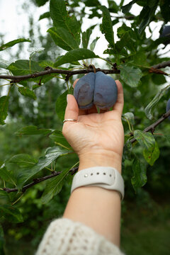 Woman hand checking ripe blue plums growing on a tree in summer garden