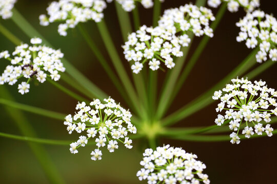 Close-up of apiaceae umbelliferae flower clusters