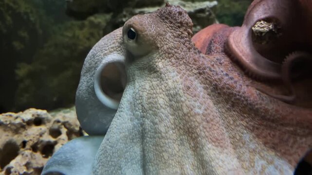 Extreme closeup of a common octopus underwater at the Jerusalem Aquarium in Israel, highlighting its eye, tentacles, textured skin and natural marine habitat
