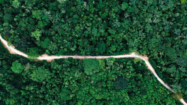 Top Down Drone View of Forest Road Cutting Through Dense Amazon Rainforest in Ecuador, Green Canopy, Remote Jungle Route and Tropical Wilderness Background