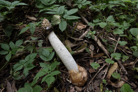 Stinkhorn mushroom, also known as Phallus impudicus, emerging from its volvo in natural forest habitat