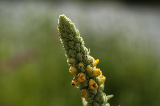 Great Mullein / Common Mullein
Latin name: Verbascum thapsus