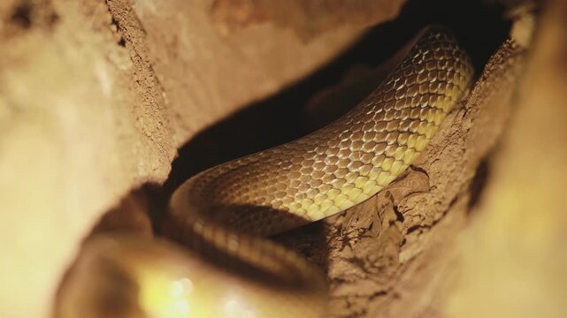Aesculapian snake (Zamenis longissimus) exploring a wood mouse burrow, immersive close-up of intricate scales inside an underground tunnel