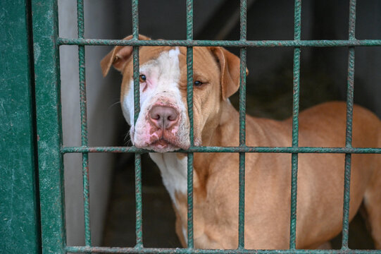 Pit bull-type dog looking out from behind the green metal bars of an animal shelter kennel. A lonely pit-bull inside a shelter enclosure.  