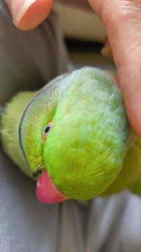 parrot in hand