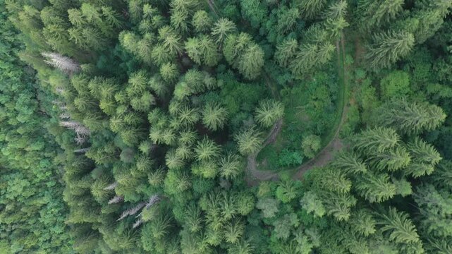 Aerial drone shot of a trail in the Dolomites. Bedollo, Trento, Italy