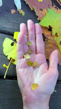 Heart shaped pieces made from autumn leaves fall into open hand. Colorful leaf hearts create natural confetti, romantic fall vibe and playful love concept surrounded by seasonal foliage.