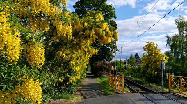 Yellow laburnum trees in full bloom along a walking path