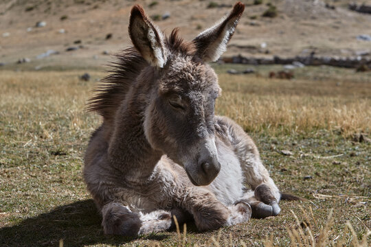 A young donkey rests peacefully in golden highland grass, its oversized ears catching the sunlight and its shaggy coat ruffled by mountain wind along the Huayhuash trek. 