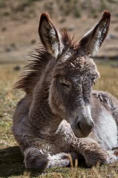 A young donkey rests peacefully in golden highland grass, its oversized ears catching the sunlight and its shaggy coat ruffled by mountain wind along the Huayhuash trek. 