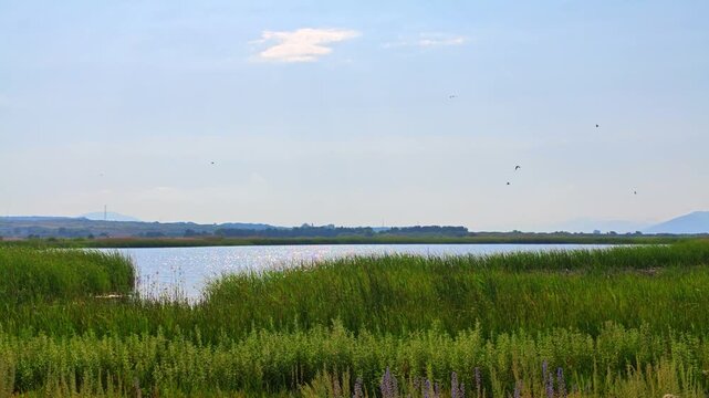 Serene wetland scene with calm water and lush vegetation