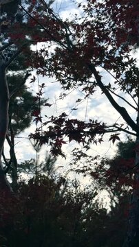 Fast moving clouds drift above autumn trees with dark red foliage. Cloud motion over fall forest creates dramatic seasonal sky, windy weather and atmospheric nature scenery.