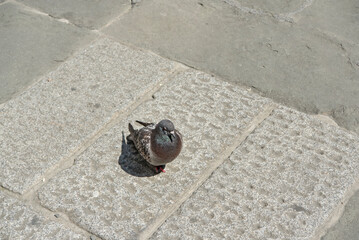 A pigeon on old stone blocks on a sunny day outdoors. © Dan