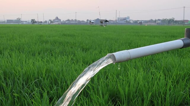 Groundwater irrigation system pumping clean fresh water through a pvc pipe into a lush green rice paddy field on a sunny day.