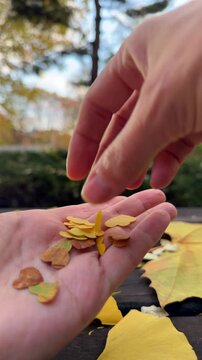 Autumn leaf confetti falls into open hand, made from yellow Ginkgo biloba leaves. Tiny heart-shaped leaf pieces create romantic fall mood, seasonal DIY craft and love concept.