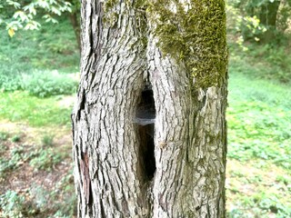 Fototapeta premium Italy, Borgo san Dalmazzo, July 31 , 2026. Natural Hollow in Tree Trunk Covered with Moss and Spider Web in Forest. Autore : Djundiet A.