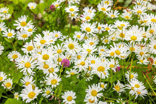 Bl&uuml;hende Margeriten i neiner Blumenwiese im Sommer