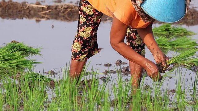 Asian female farmer planting young rice seedlings into a muddy flooded paddy field during planting season.