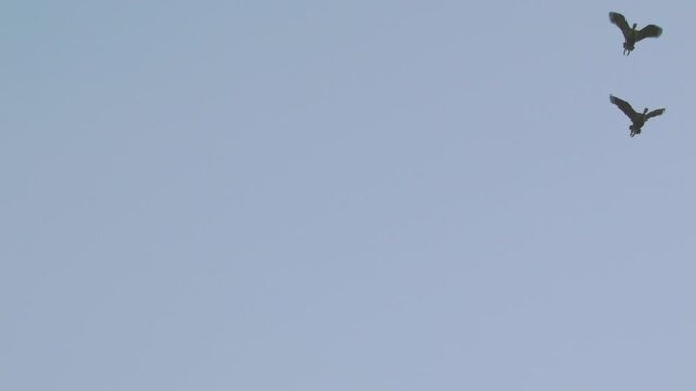 Flock of birds flying through a sunset sky in slow motion
