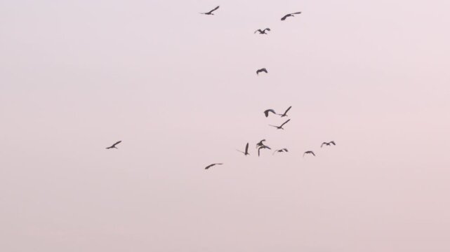 Flock of birds flying through a sunset sky in slow motion 2