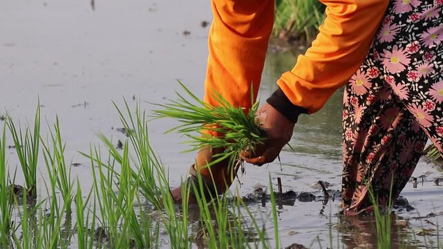 Asian female farmer planting young rice seedlings into a muddy flooded paddy field during planting season.