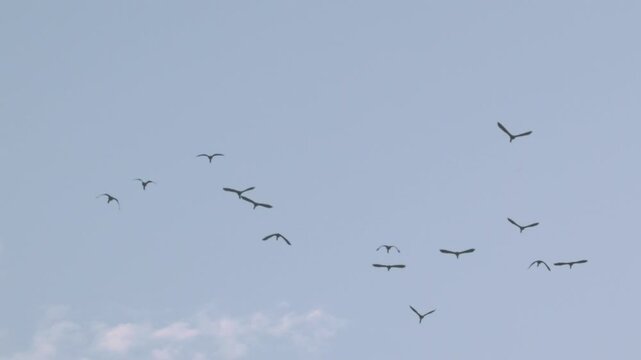 Flock of birds flying through a sunset sky in slow motion